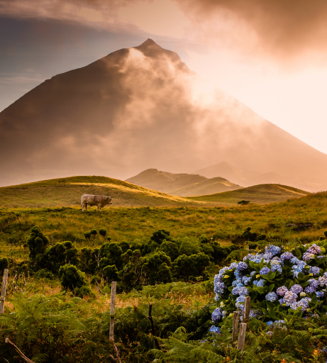 Explore Pico Island