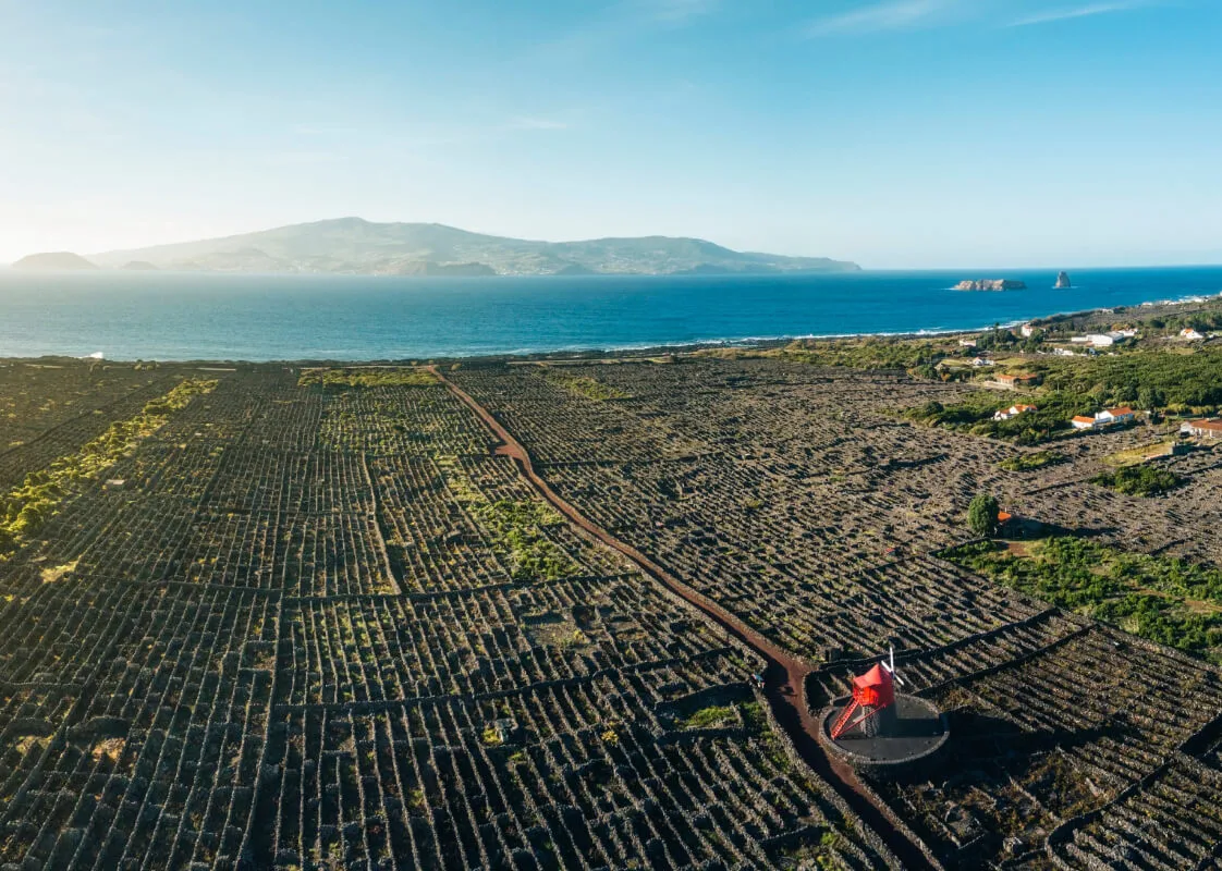 Pico Island Vineyards