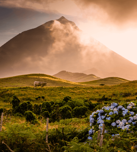 Ilha do Pico