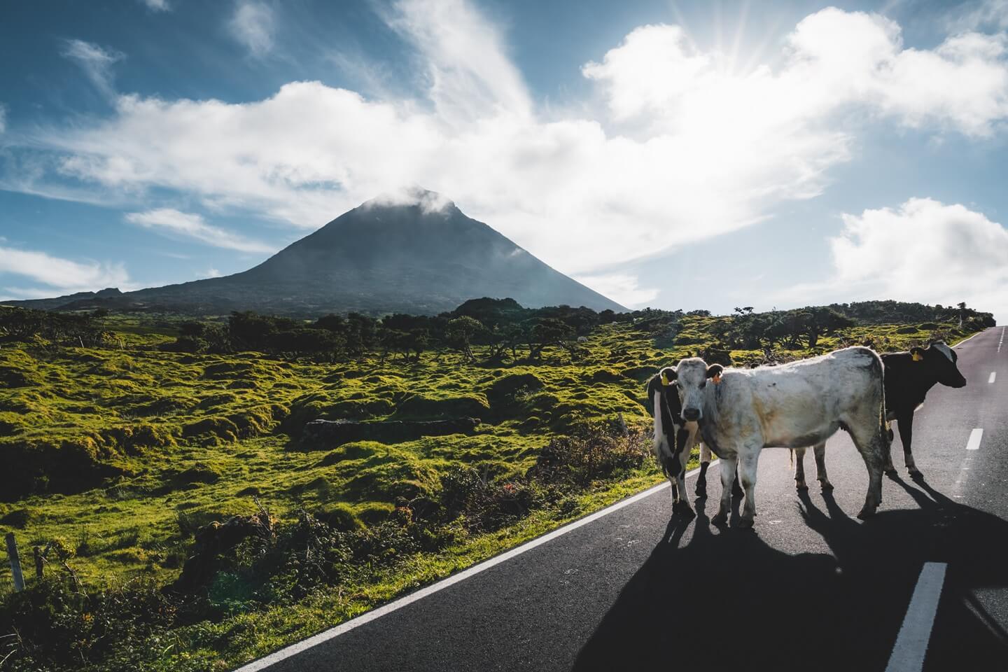 Ilha do Pico